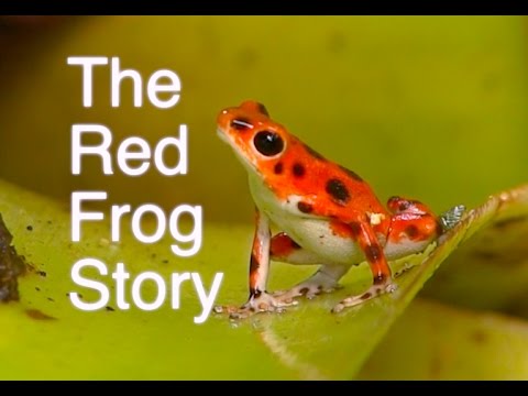 The Red Frog Story - Frog Documentary - Oophaga pumilio - Bastimentos Island, Panama