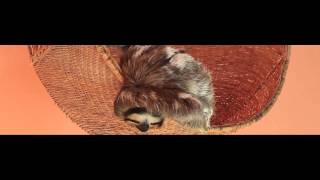 I Knew You Were A Sloth When You Walked In