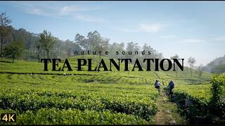 Tea Plantation Sounds in Sri Lanka 🌿 | Birds & Calm Nature Ambience screenshot 5