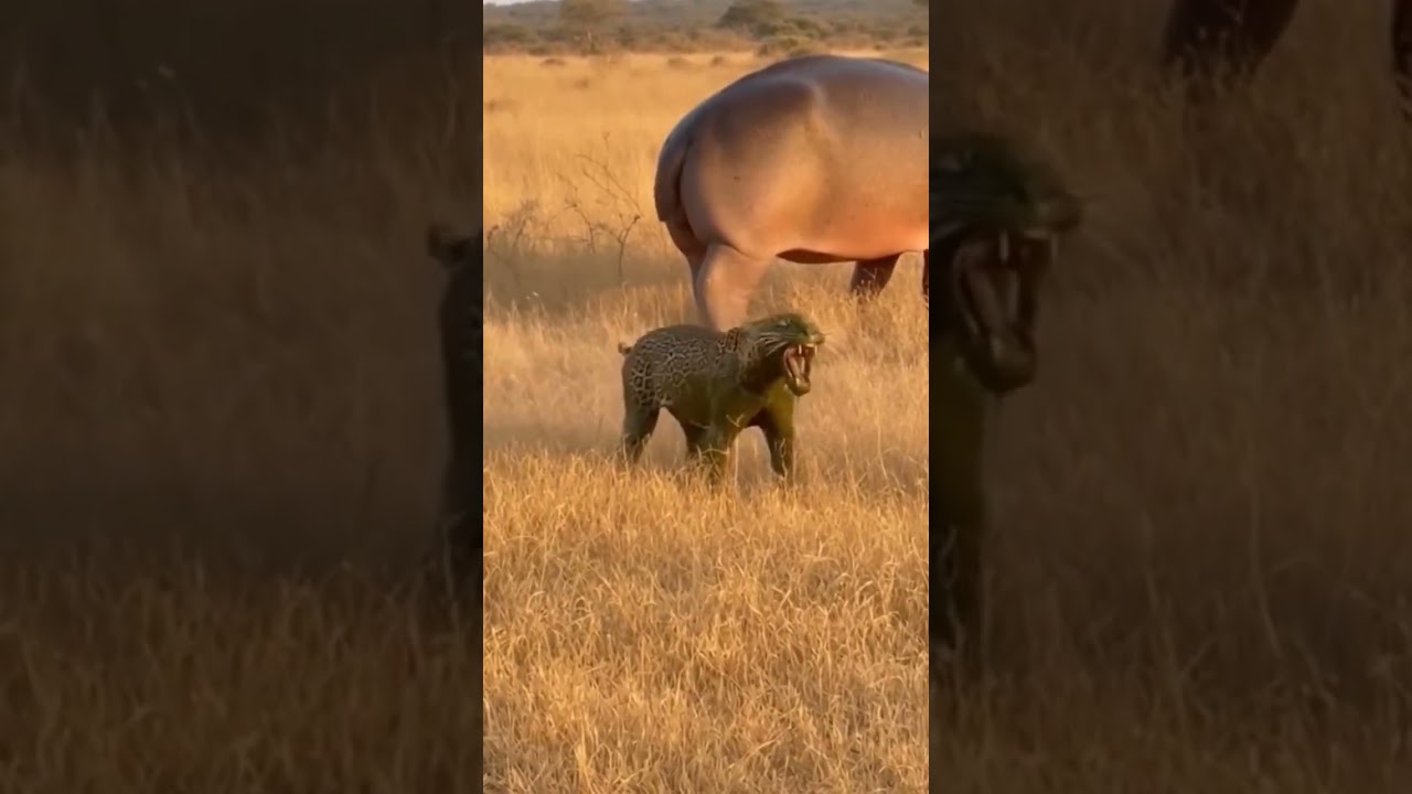 Hippo used ‘gas power’ — super effective 💨😂 