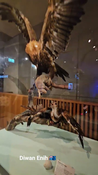 🇦🇺Amazing Eagles