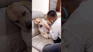 ?Cute Puppy  and mummy ? funny dogs? part 122shorts viral trending funny