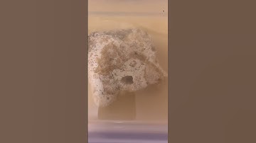 200,000 Year old coral acid prep #fossil