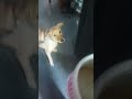 thanni vennum nu keetadhu bahuv kudikardhu moonuperu😏 #mass #dogs #trending #suham amu song#pets