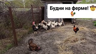 Трудимся на ЭкоФерме. Массовое переселение и новые жители. #изгородавдеревню #молодаяферма #деревня