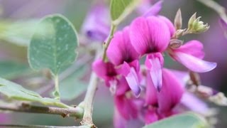 Sendai Wild Herb Garden Japan