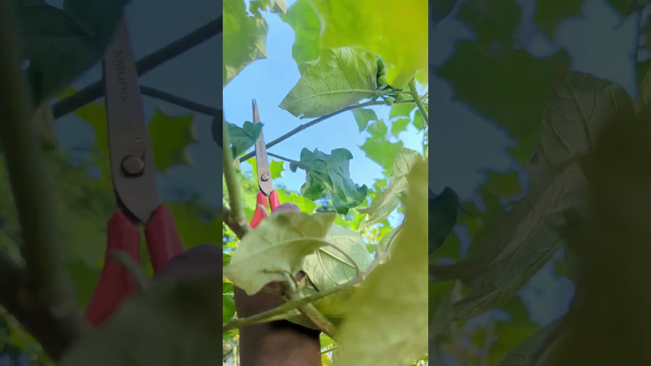 சுண்டக்காய் அறுவடை | gardening | organic gardening | gardening video | gardening at home |harvesting