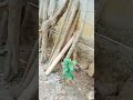 Ular makan ayam #animals #snakevideo