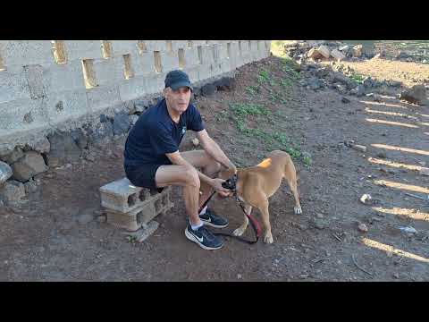 Locki video