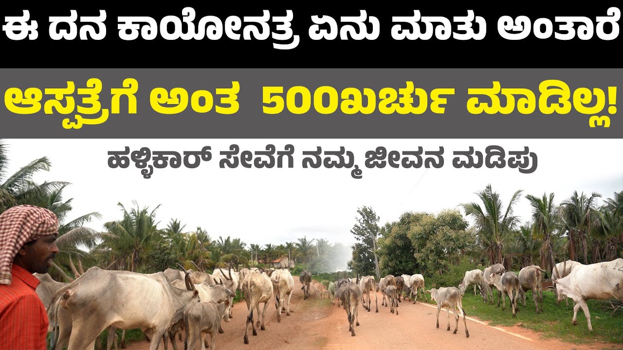 ಈ ದನ ಕಾಯೋನತ್ರ ಏನು ಮಾತು ಅಂತಾರೆ II hallikar in karnataka II hallikar cow