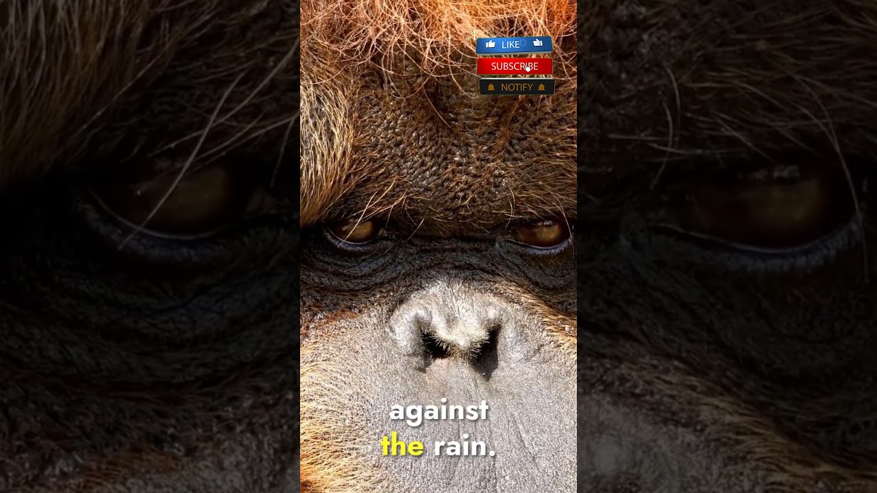 10 smartest animals ORANGUTANGES  