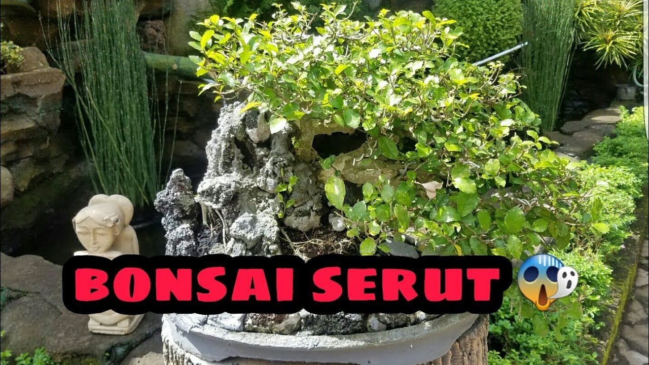 Bonsai Serut - YouTube