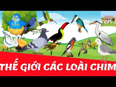 Video: Các loại chim bồ câu: ảnh và tên