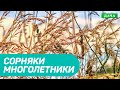 Борьба с сорняками многолетниками. Как эффективно бороться с сорняками с помощью гербицидов?