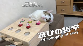 斬新な遊び方をする猫