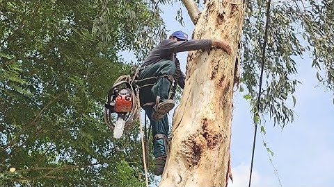 Cưa  cây  bạch  đàn  siêu  to  với  cây  mít  .Cưa  cây  kỷ thuật cao