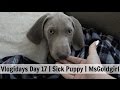 Vlogidays 2016 Day 17 |  Sick Puppy | MsGoldgirl