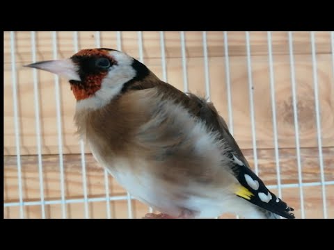 كيف تختار حسون صيد جديد خلوي غوابي لتربيته