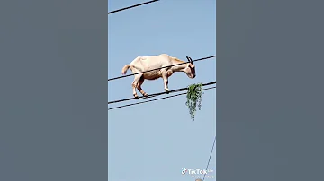 Ng Ombe Cow Funny Animals 