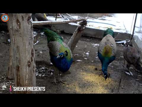 Beautiful Birds Video