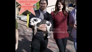 Joe Jonas & Ashley Greene meet Joe Jonas new blue english bulldog puppy Winston Jonas