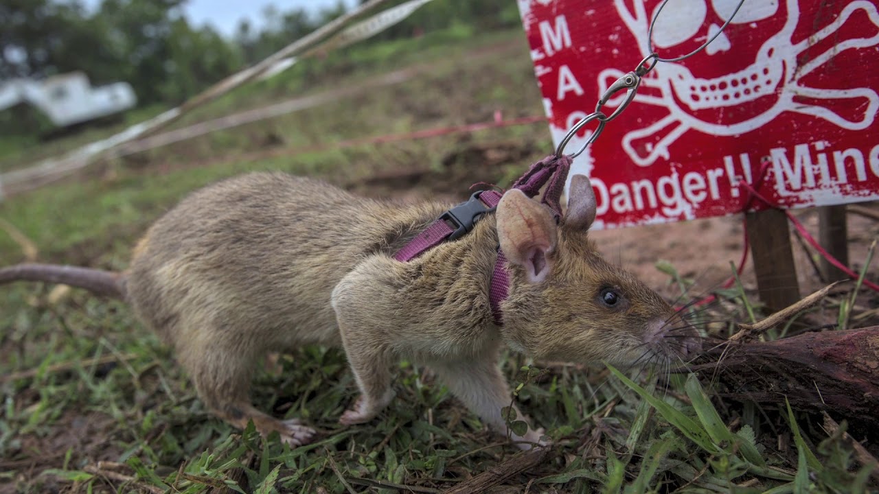Magawa, o rato 'herói' que detecta minas terrestres se aposenta com honras  no Camboja - BBC News Brasil