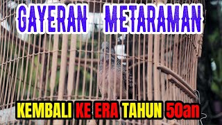 SUARA IRAMA PERKUTUT LOKAL -  GACOR GAYERAN MATARAM.