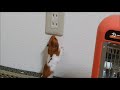 茶丸君435　部屋んぽ・・・ヒーターを外に置いてみた・・・！