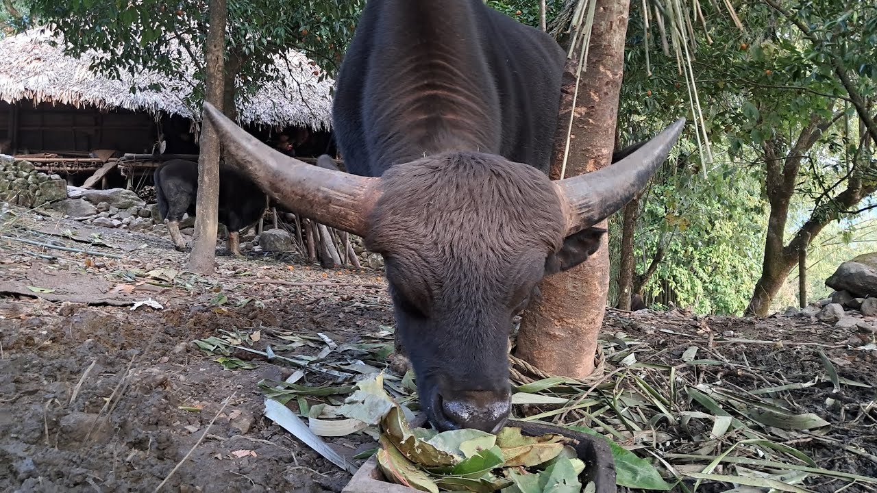 Riga unying hobo, 2026