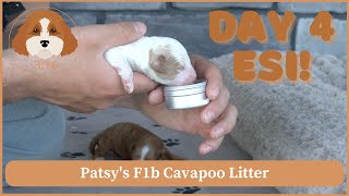 Patsy's F1b Cavapoo Litter Day 4  ESI
