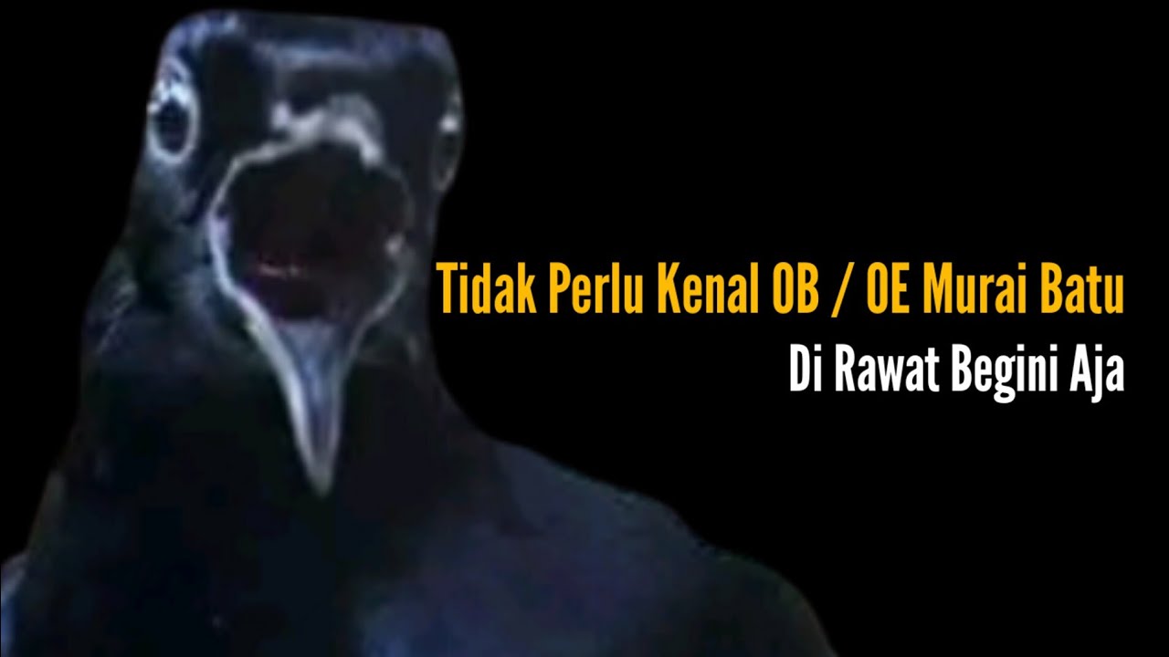 Rawatan Basic Murai Batu || Rawatan Satu Arah Penjemuran || Bengkel Murai Batu