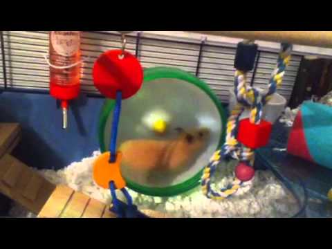 HELP! Silent spinner is so loud!!?