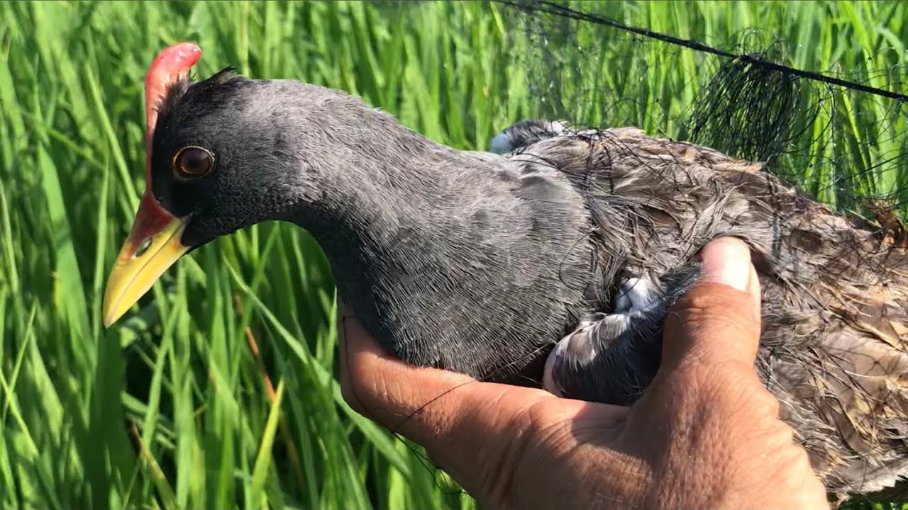 Võ Chí Tâm bẫy lưới tàng hình thu phục cặp gà nước cúm núm khủng phần 574/Săn bắt Sông Hậu