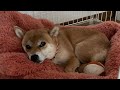 兵庫県がえらいことになろうとしてる!柴犬小夏のKonachannel がライブ配信中!