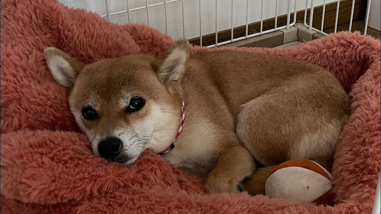 兵庫県がえらいことになろうとしてる!柴犬小夏のKonachannel がライブ配信中!