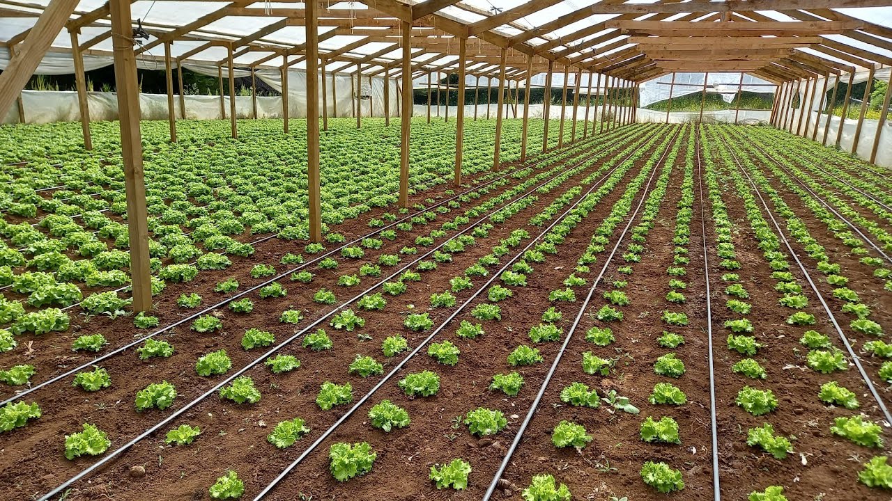 Riego por goteo uno de los mejores inventos en la agricultura ..