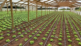 Riego por goteo uno de los mejores inventos en la agricultura .. 