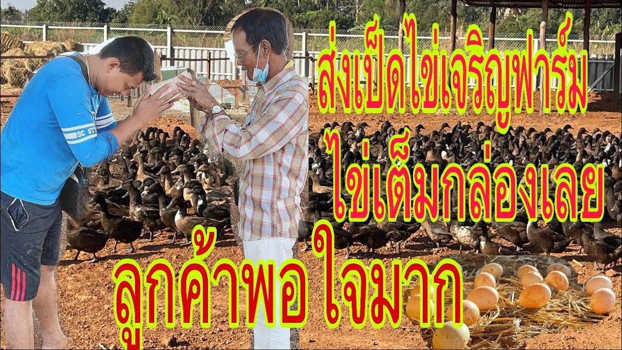 ไข่เต็มกล่องเลยส่งเป็ดไข่เจริญฟาร์มหนองบุญมาก0872282121