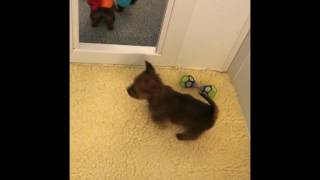 Australian Terrier Puppies 6 Weeks by mechajl 405 views 6 years ago 31 seconds