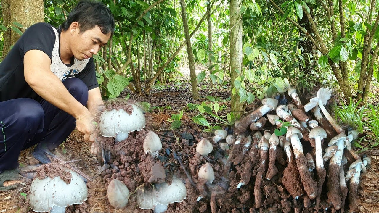 Nhổ nấm mối trong khu vườn tiêu trúng mánh liên tục 4 ổ chỉ trong buổi sáng