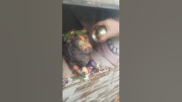 शंकर जी के मंदिर में यह एक काम कर ले आपकी मनोकामना पूर्ण हो जाएगी #pradeepmishrajidhankeupay 🪔🌺🙏