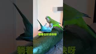 夏天穿个羽绒服,你不热谁热啊 #鹦鹉#万物可爱计划