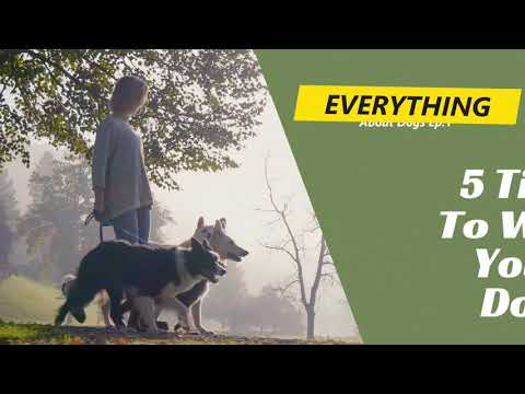 Everything About Dogs Ep1-Top 5 Dog Walking Tips