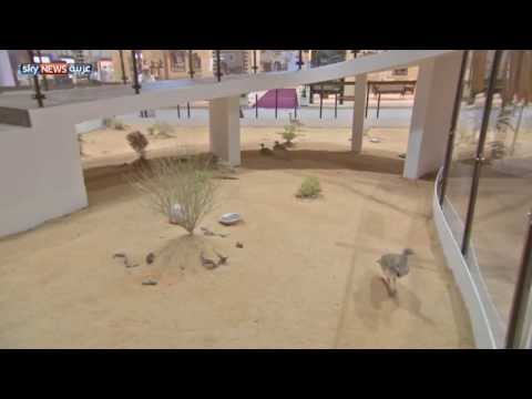 جهود للحفاظ على طائر الحبارى من الانقراض