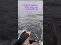 #PIKE eats Grand Edge Rainbow Trout#swimbait#bass#Щука #DESIGNO#REBOOT M/Sura75 #Daiwa#Ryoga150 #jdm