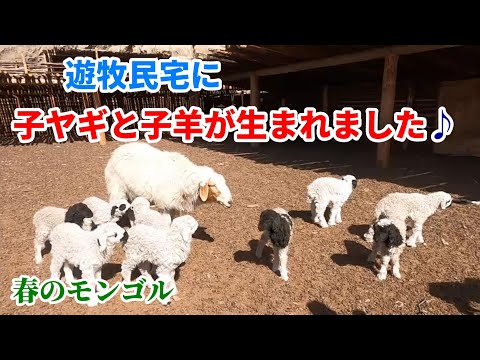 モンゴルに春到来！子ヤギと子羊が生まれました