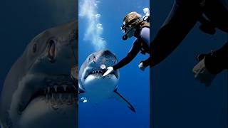 Un Plongeur Samuse Avec Le Requin