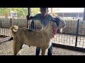 Devnar Bakra Mandi Tuesday latest update ♥️🤩2025 11 April