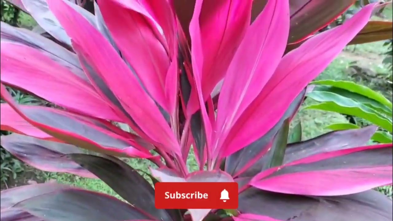 Plantas de Gengibre  Rojo en el Jardin. 