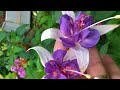 Küpeli & Ortanca (Fuchsia & Hydrangea) | Bakımı, Nasıl Yetiştirilir?